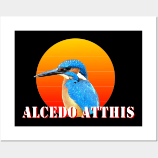 Alcedo Atthis Posters and Art